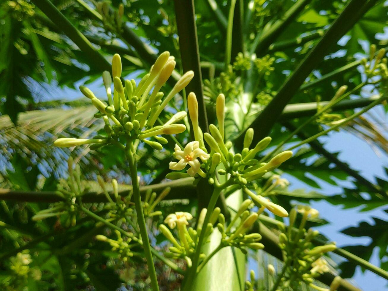 papaya träd blommor foto