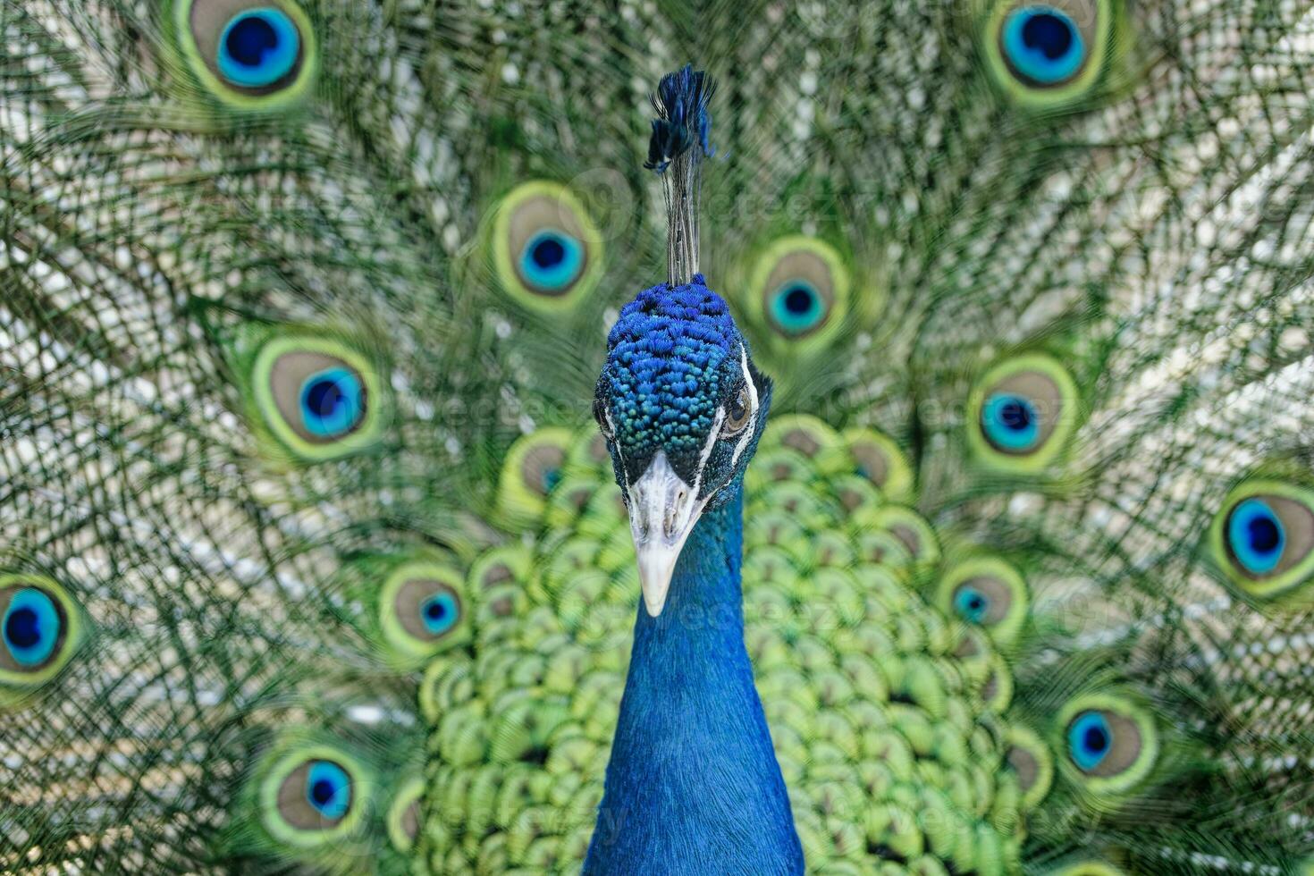 porträtt av en påfågel, färgrik svans spridning i de bakgrund foto