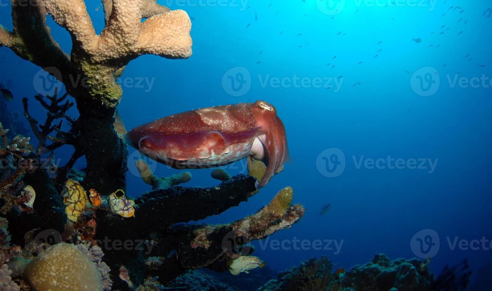 jätte Broadclub bläckfisk i det öppna havet foto