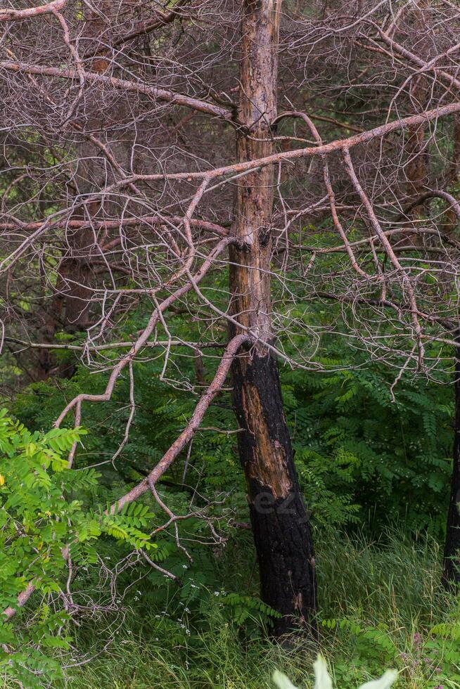 bränd träd i de skog. tall grenar efter en brand. katastrof. bruten ekosystem. foto