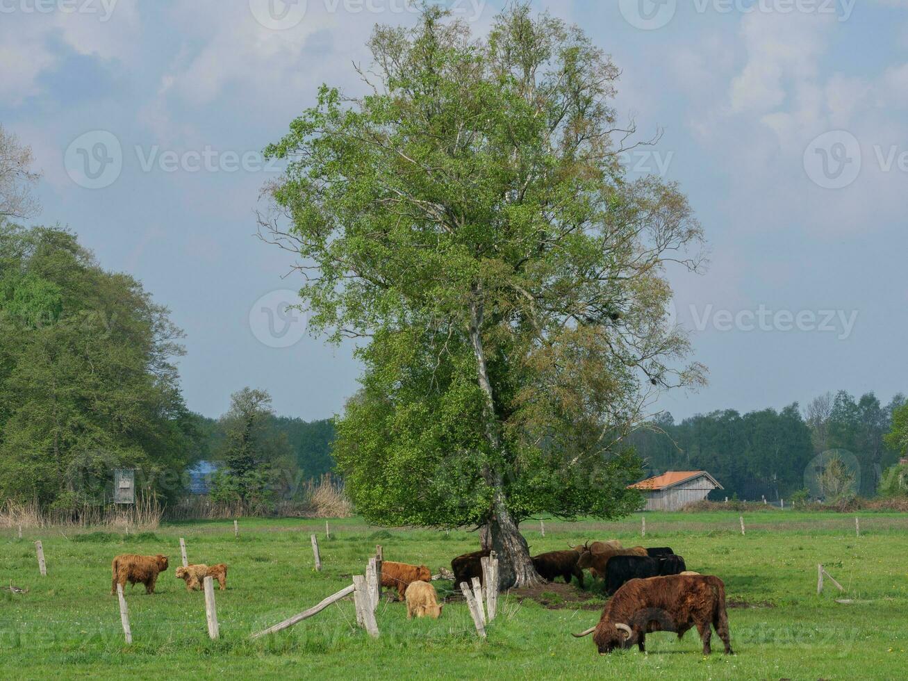 kor i Westfalen foto