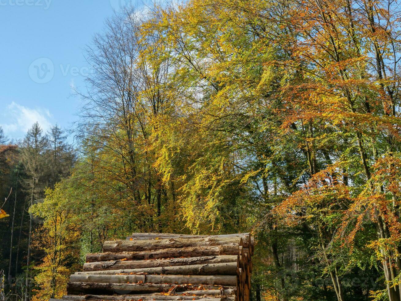 de teutoburg skog i Tyskland foto