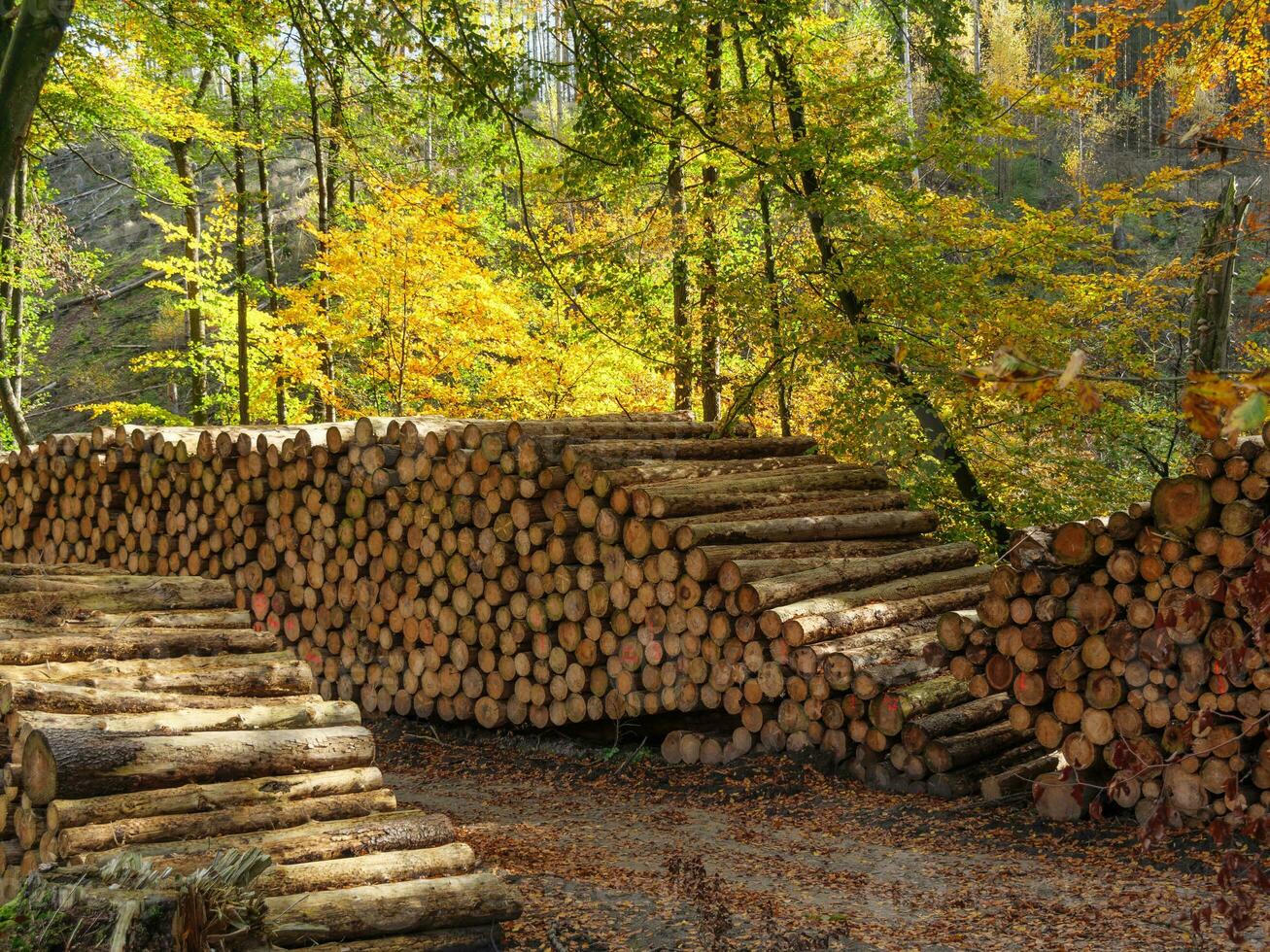 de teutoburg skog i Tyskland foto