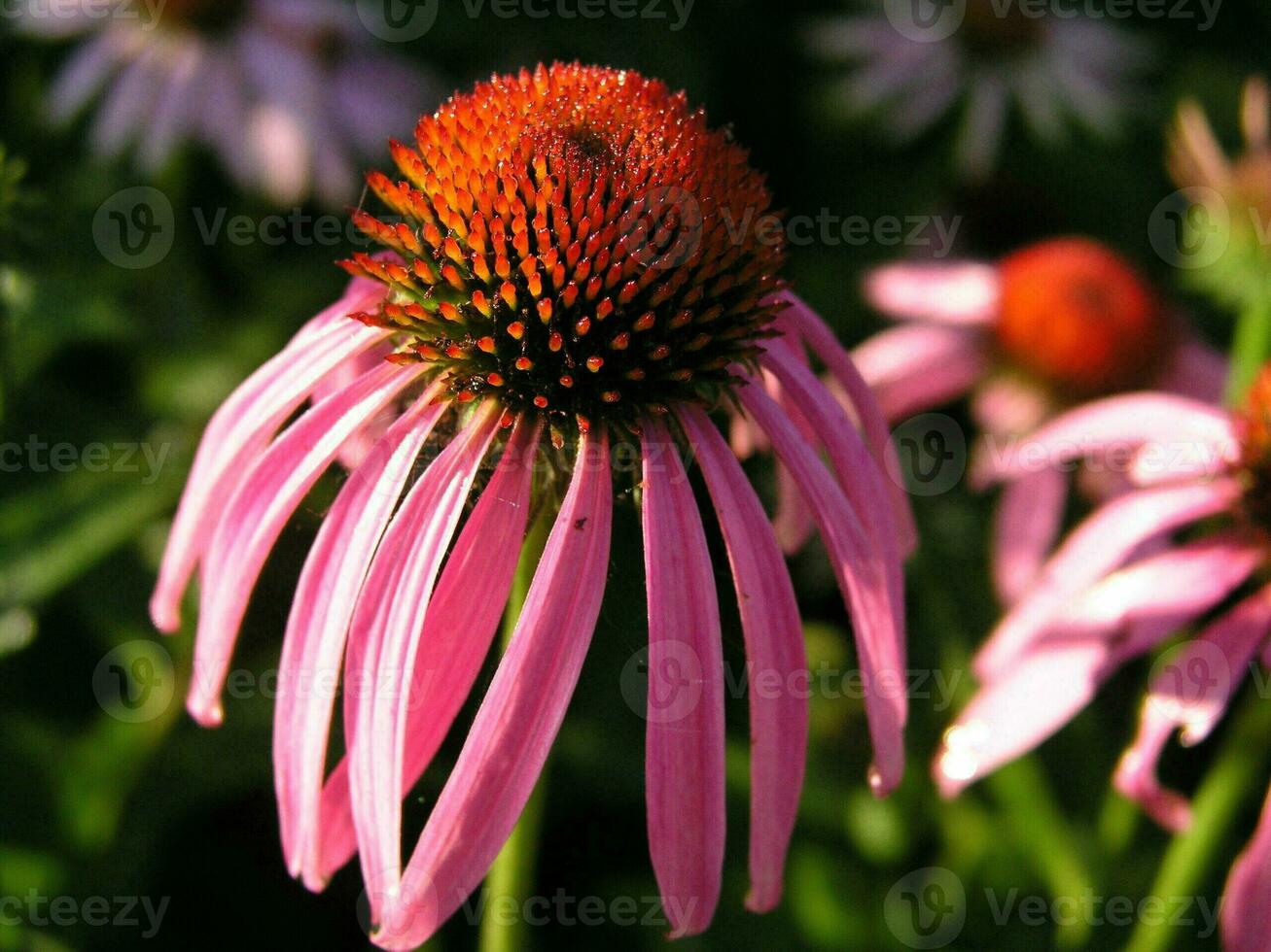 regndroppar på de tips av de kronblad echinacea. foto