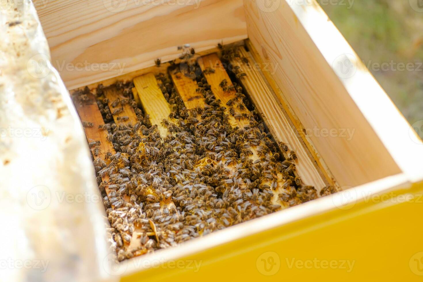 bi nässelfeber i vård av bin med bikakor och honung bin. biodlare öppnad bikupa till uppsättning upp ett tömma ram med vax för honung skörd. foto