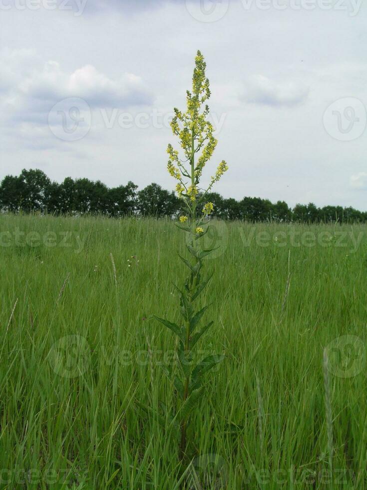 verbascum, mullein, sammet växt, gul blommor foto