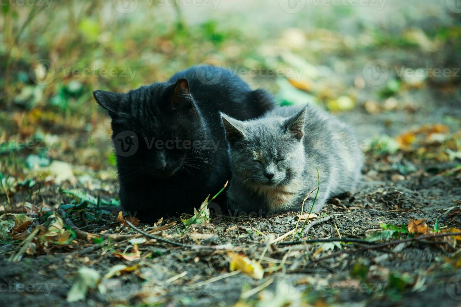 en katt med en kattunge Sammanträde på de fallen löv. foto