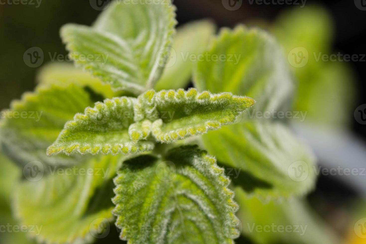 det australiska citronbladet plectranthus art mont carbine foto