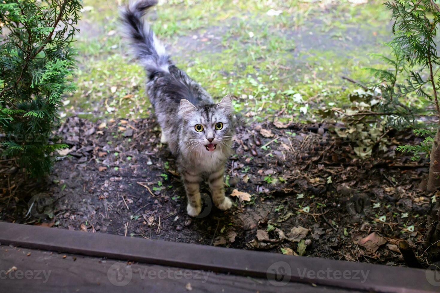 små grå hemlös kattunge klättrar på en trä- golv från de gata. grå katt skrikande. sällskapsdjur utseende in i kamera, gående på gata foto