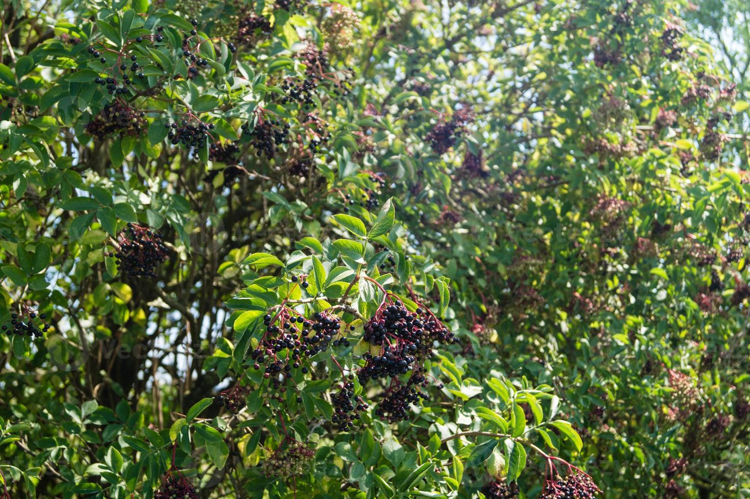 svart fläder sambucus vid en fläderbuske foto