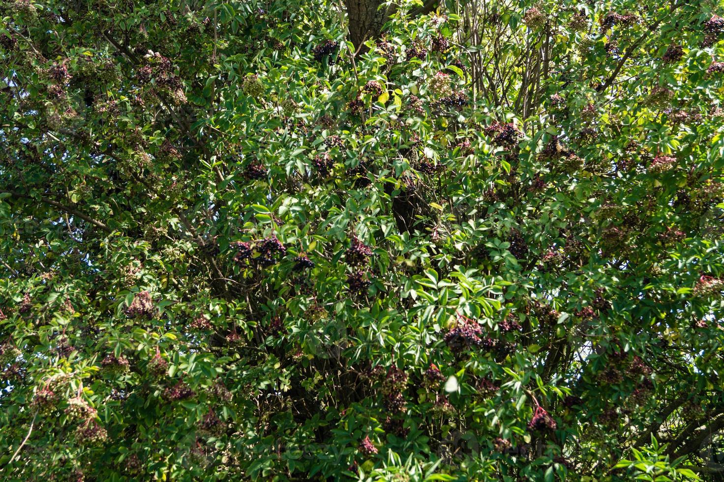 svart fläder sambucus vid en fläderbuske foto