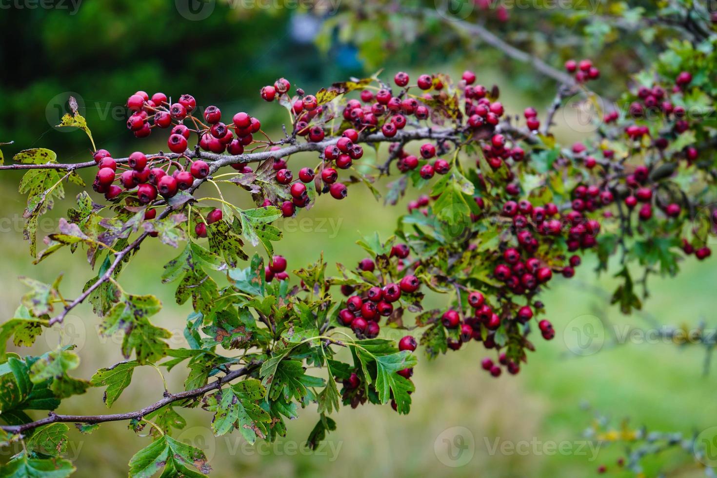 röda bär av crataegus -trädet foto