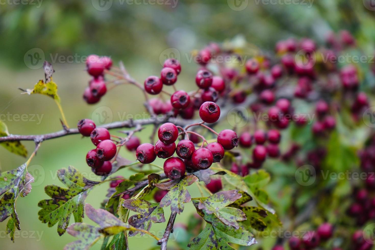 röda bär av crataegus -trädet foto