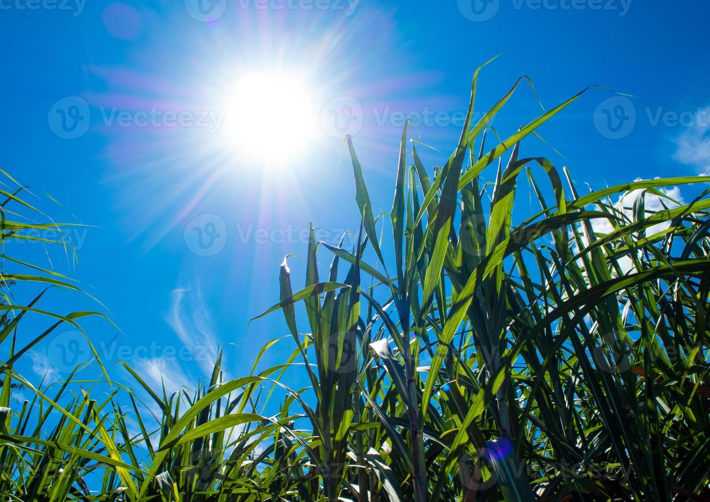 solljus och blå himmel över sockerrörsbladen foto