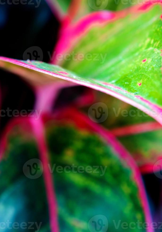 blad av aglaonema 'siam aurora' tropisk krukväxt foto
