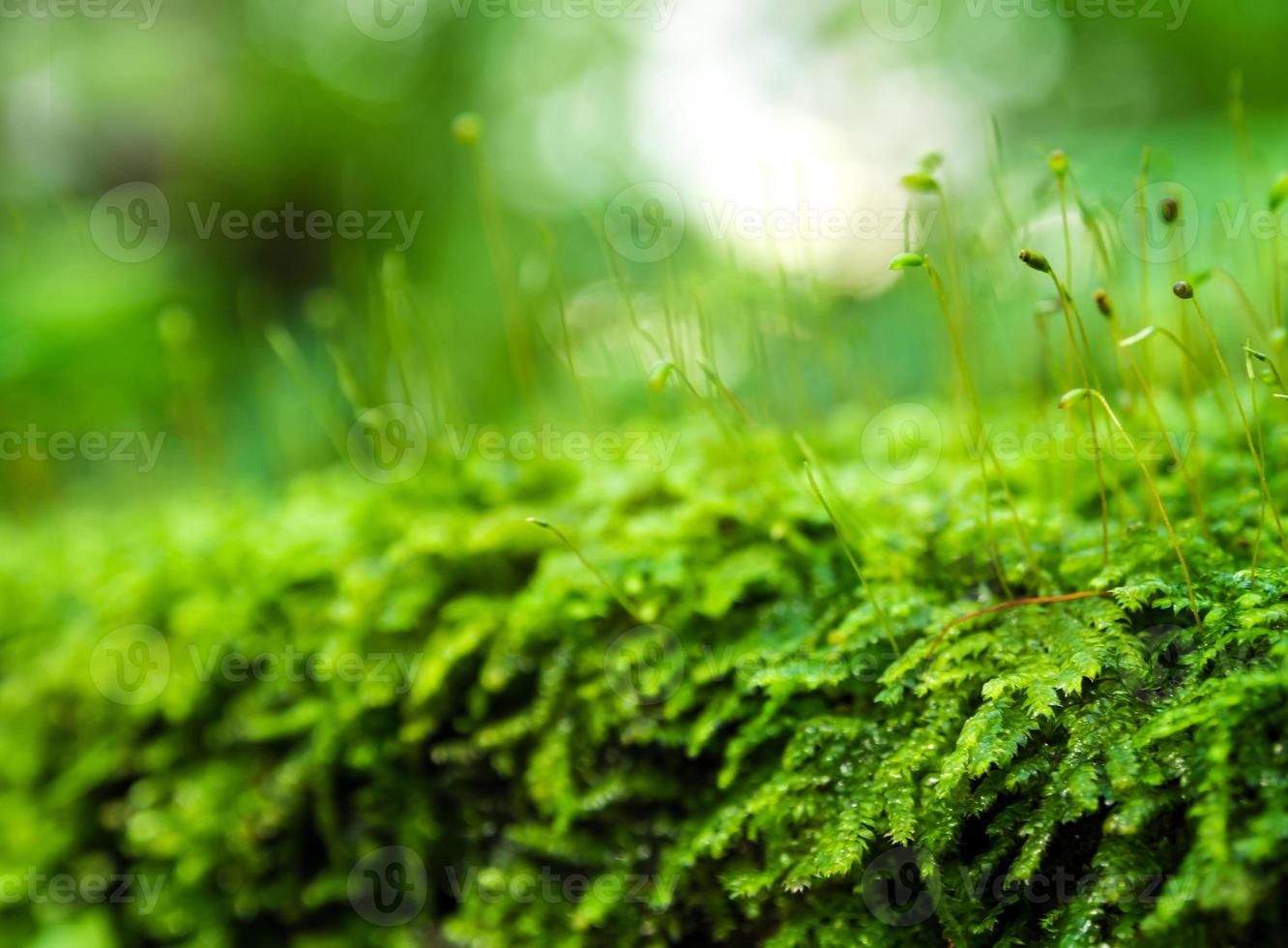 sporofyt av grön mossa med vattendroppar som växer i regnskogen foto