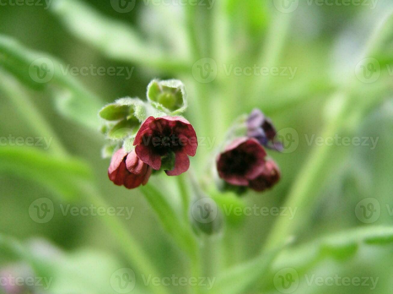 cynoglossum officinale boraginaceae, hundtunga blomma. foto