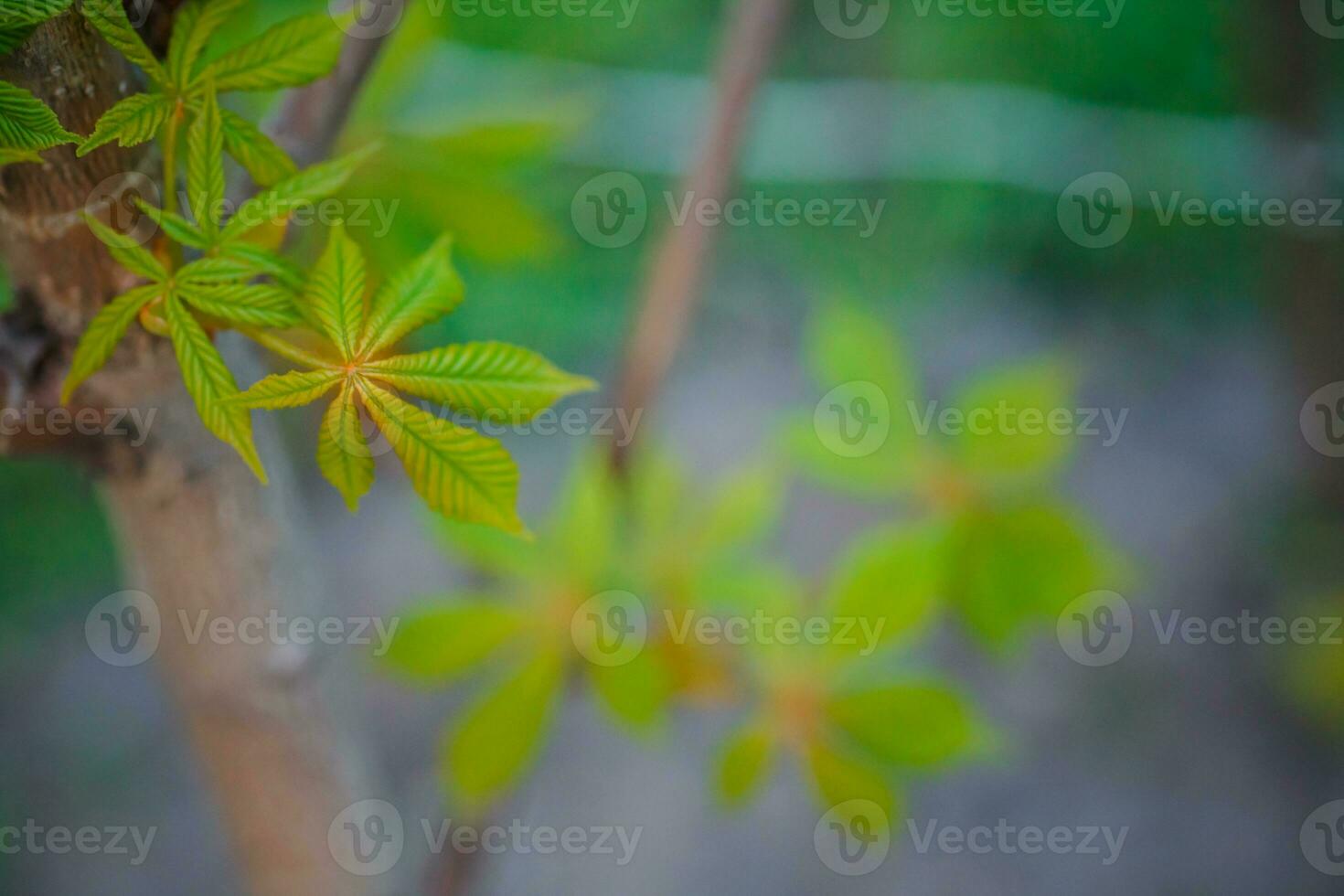 blygsam kastanj ny löv i vår. ljus grön löv stänga upp. bakgrund för vår skärmsläckare på telefon. återfödelse av natur. blomning knoppar på träd. foto