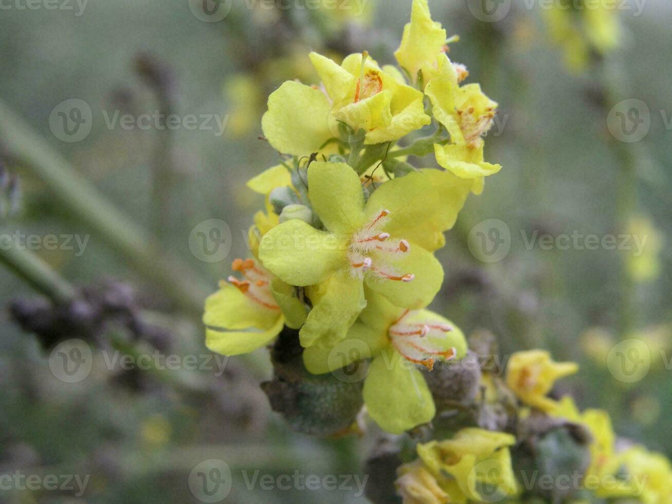 verbascum, mullein, sammet växt, gul blommor. melige toorts, witte toorts, Verbascum lysnit foto