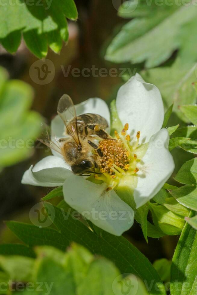 honung bi samla nektar från skön vit jordgubb blomma i de trädgård. de först beskära av jordgubbar i de tidigt sommar. naturlig bakgrund. foto