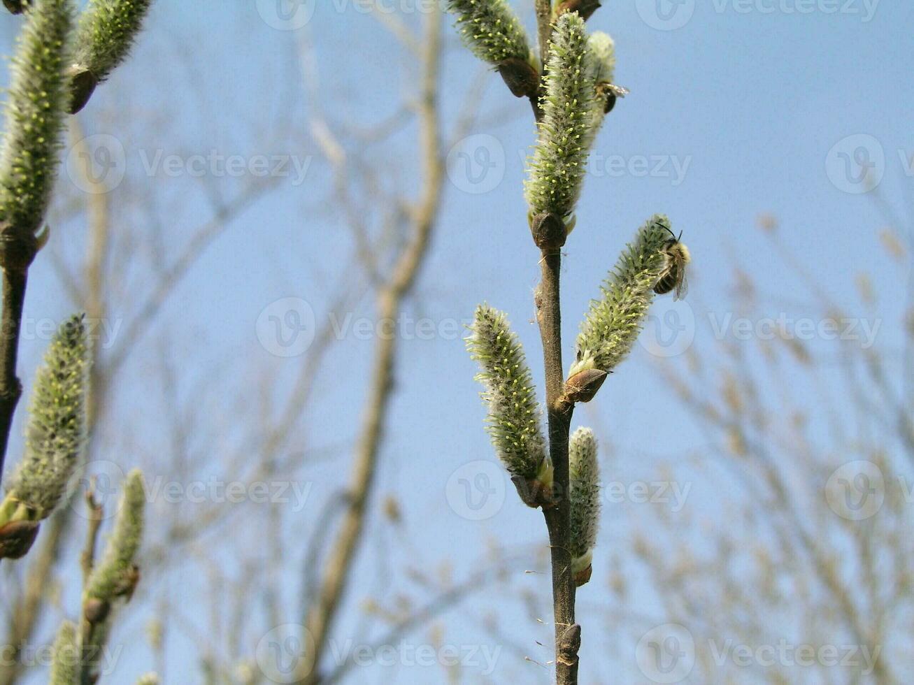 de honung bi samlar de pollen från de vide. inte fluffig bl foto