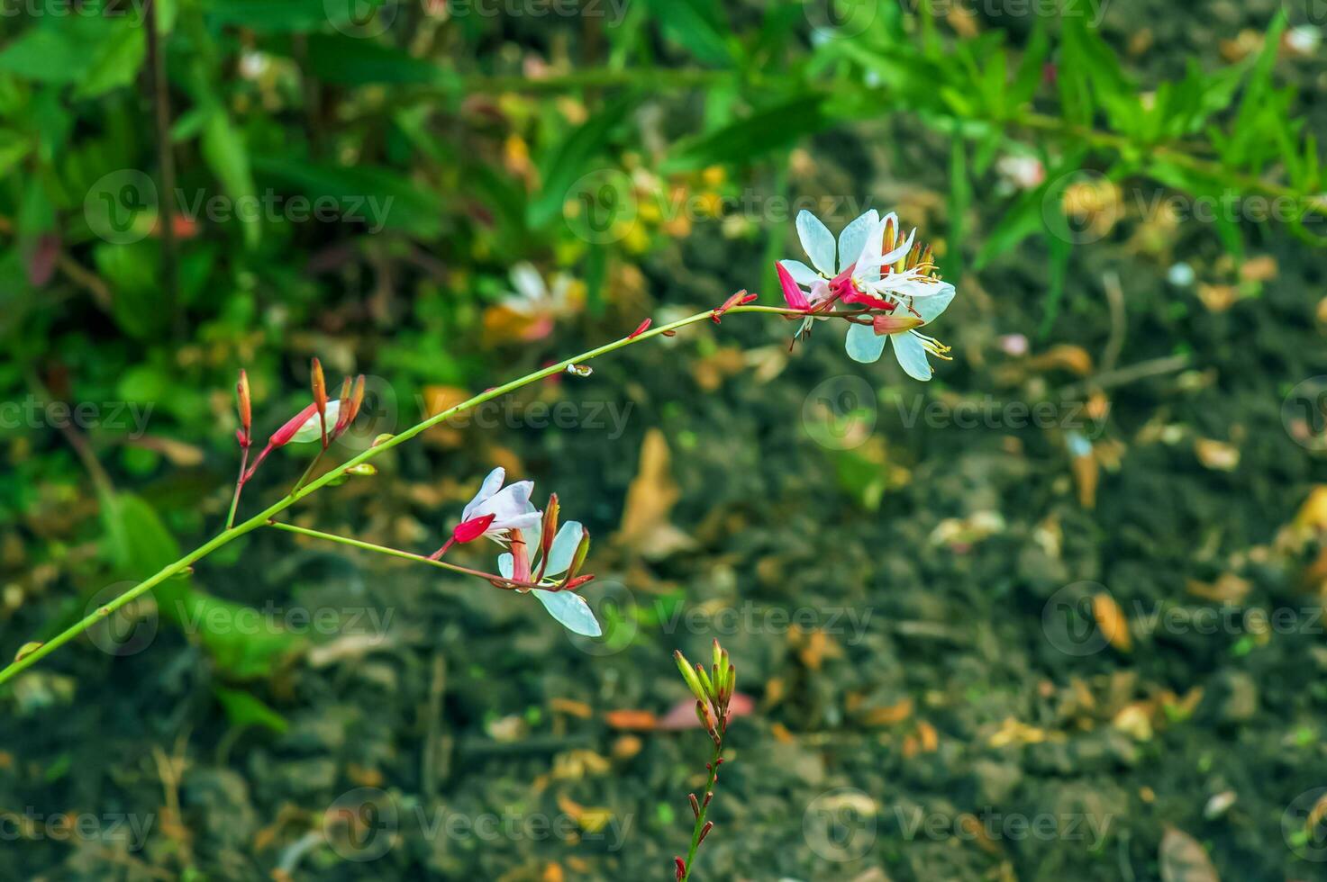 stänga upp gaura lindheimeri eller virvlande fjärilar blommor sett i sommar i de trädgård. foto