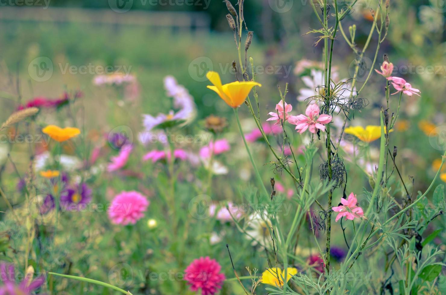 kosmosblommans fält, äng med aster, kamomill, esholtzia foto