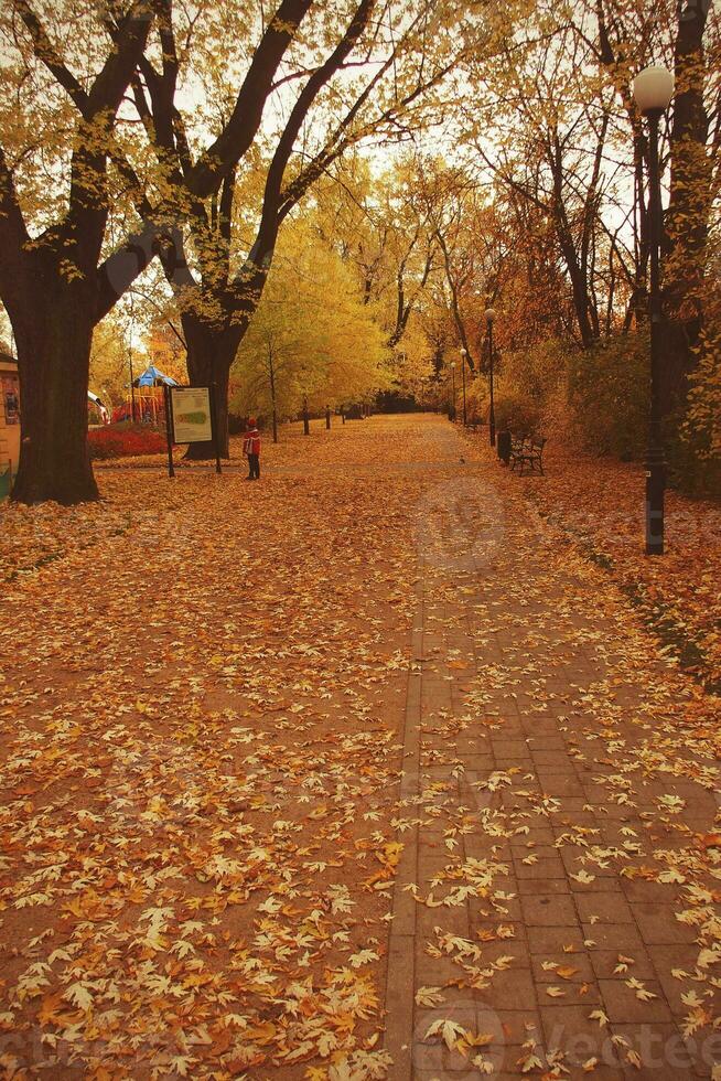gyllene höst landskap full av fallen löv i de parkera foto