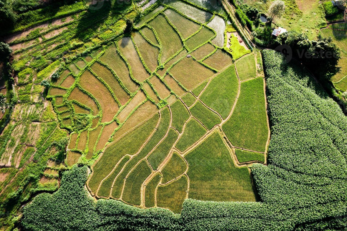 landskap risfält i Asien, flygvy över risfält foto