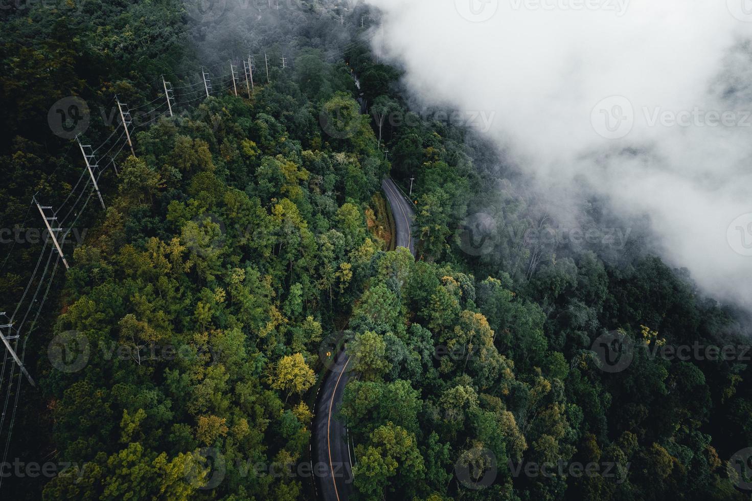 väg i skogen regnperioden natur träd och dimma resor foto