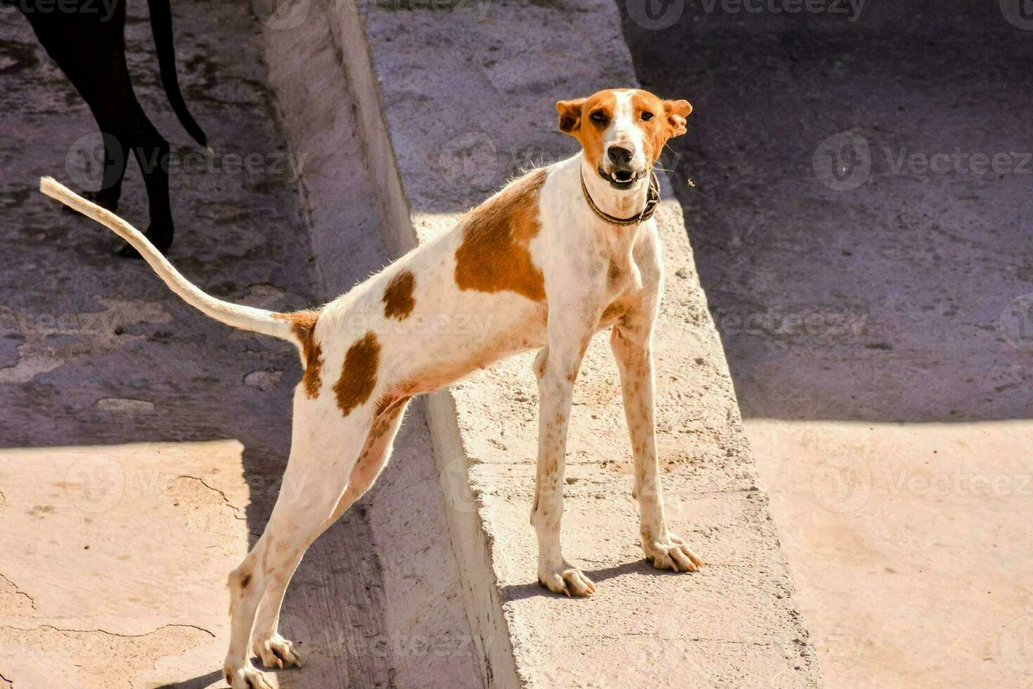 en hund stående på topp av en cement vägg foto