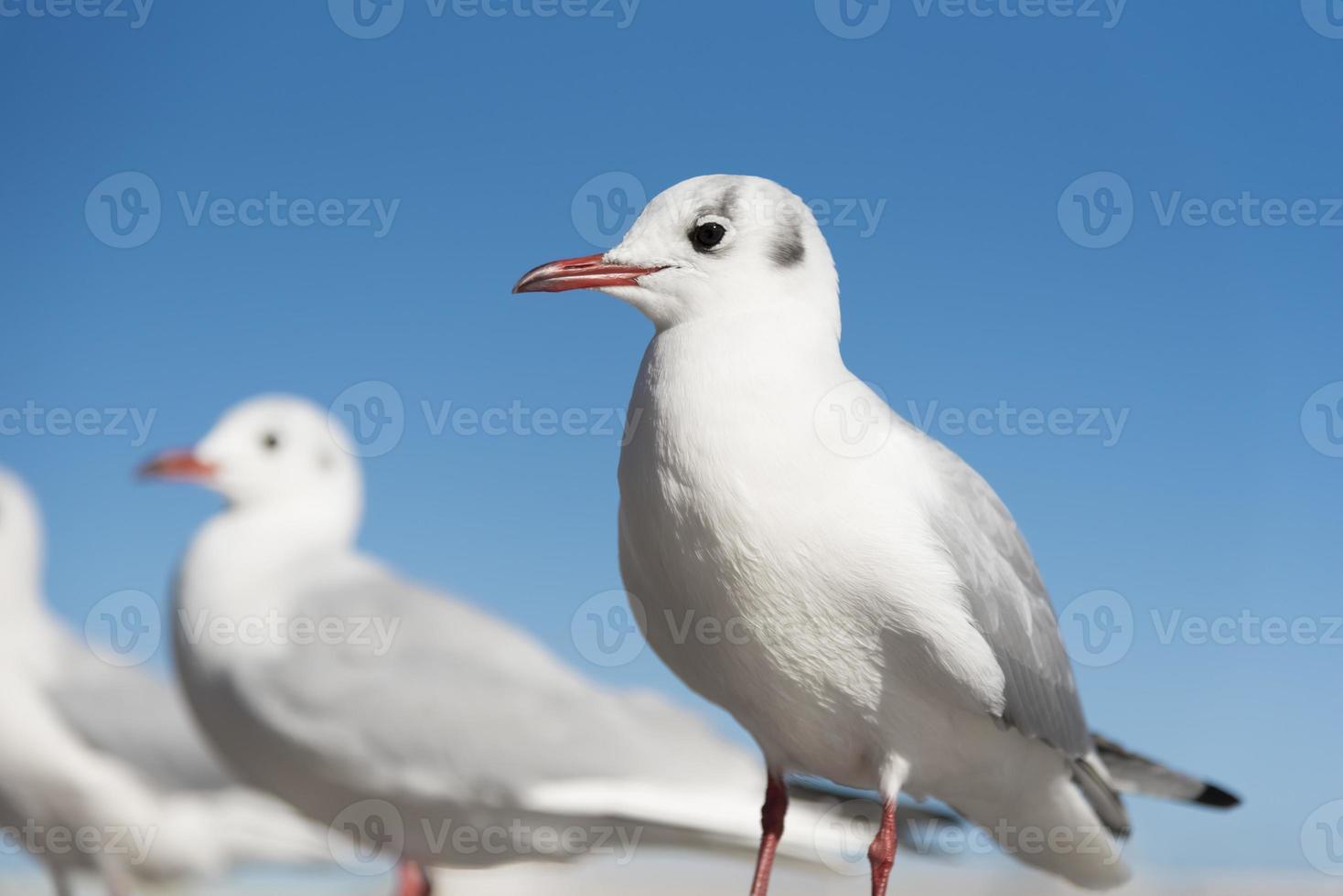 vita måsfåglar i ögonfokus, selektivt fokus foto