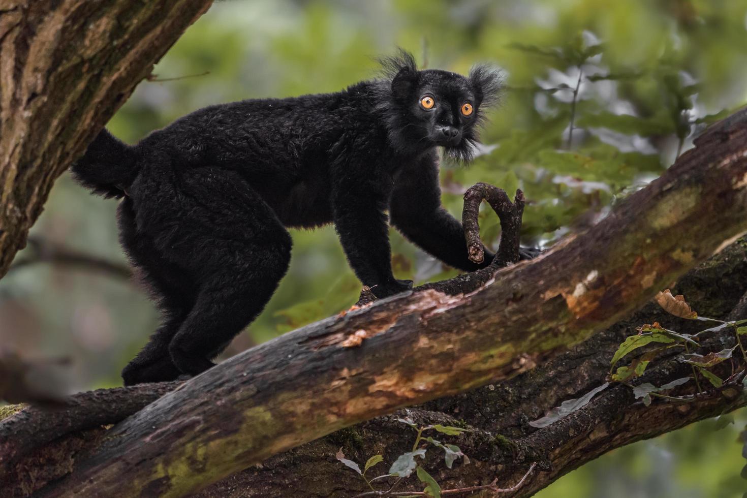 svart lemur på trädet foto