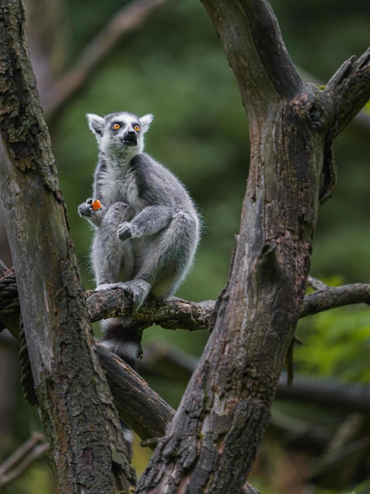 ring-tailed lemur foto