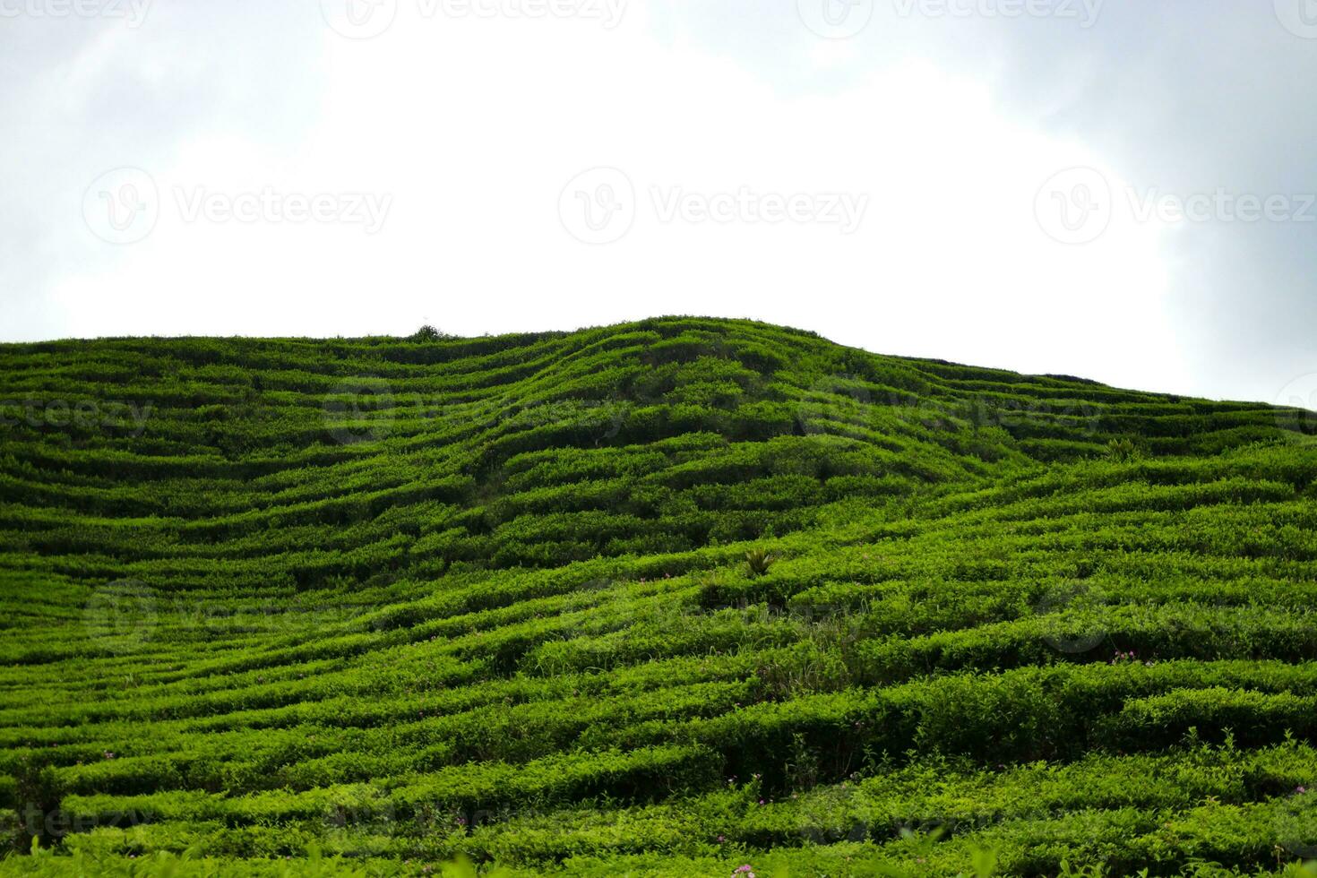 skön te plantage landskap i de morgon- foto