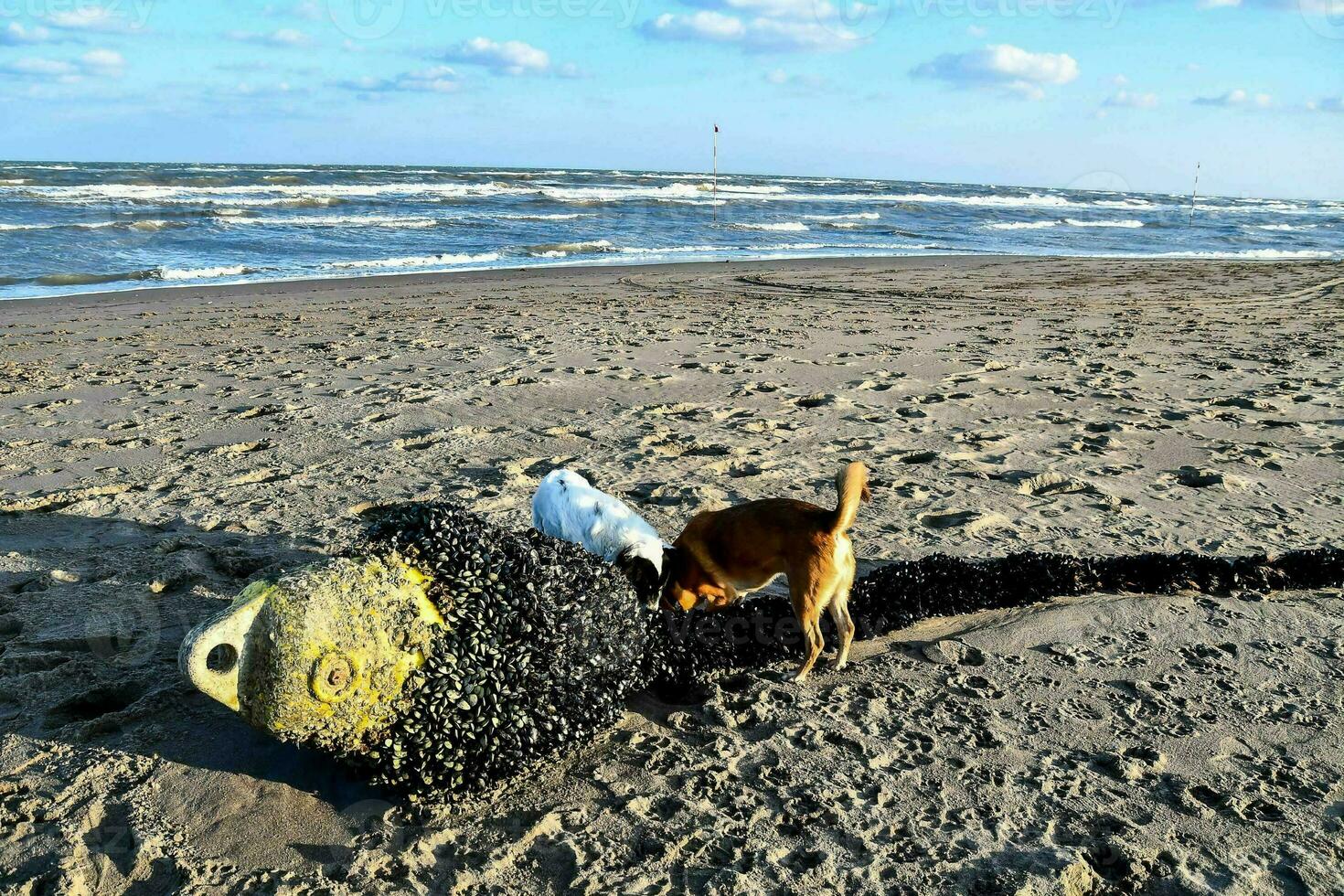 hundar på stranden foto