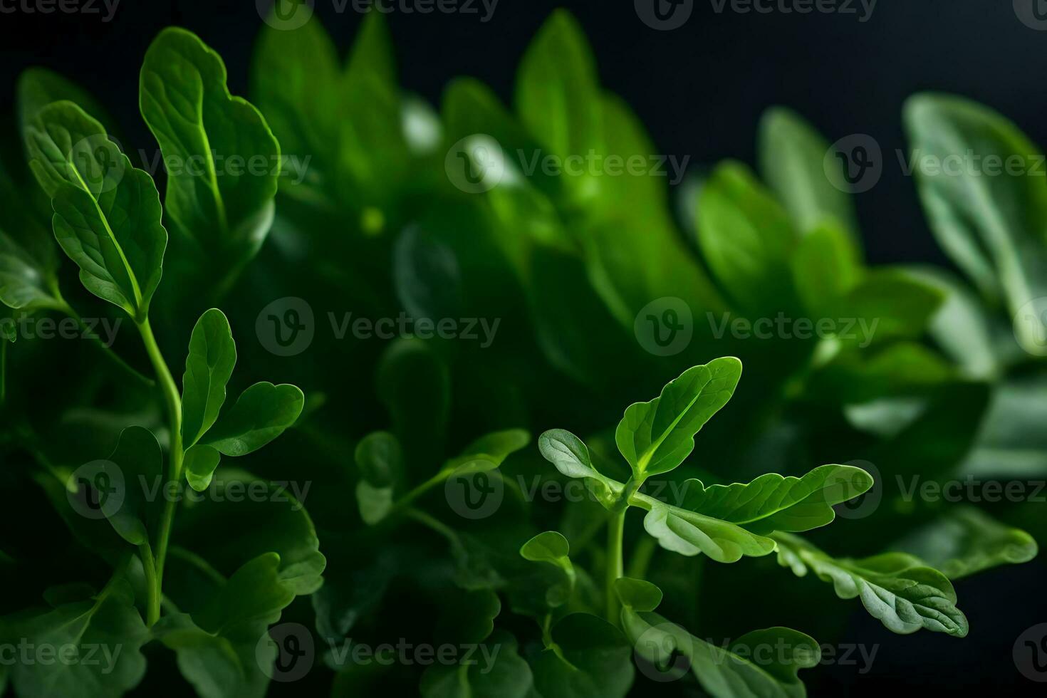 en stänga upp fotografera av ruccola, en typ av grön lummig grönsak, tagen i en studio med en mörk bakgrund ai genererad foto