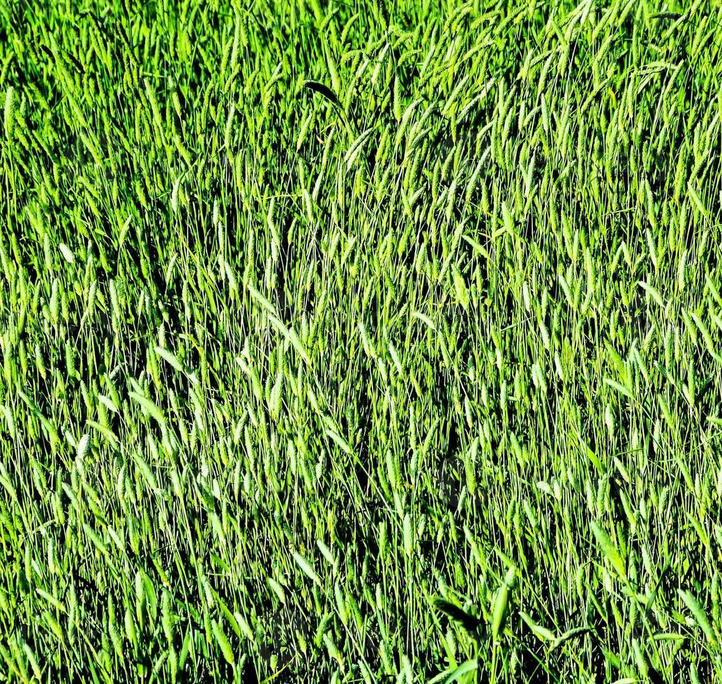 grönt gräs närbild foto