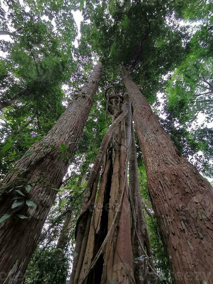 en lång teak träd i de mitten av en fuktig vintergröna skog. i de nordöstra område av thailand foto