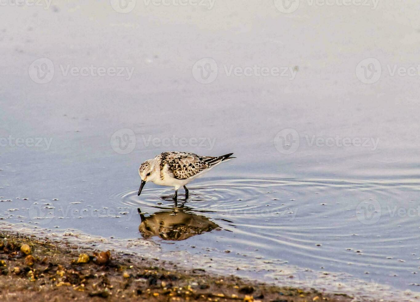 en små fågel är stående i de vatten foto