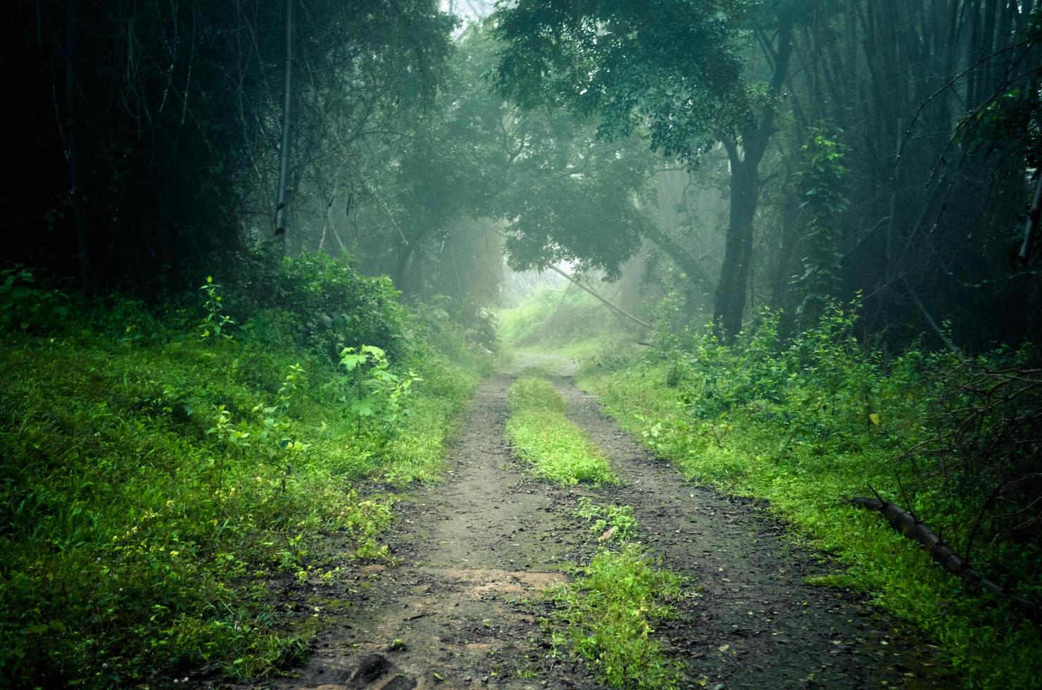 dimma i en skog foto