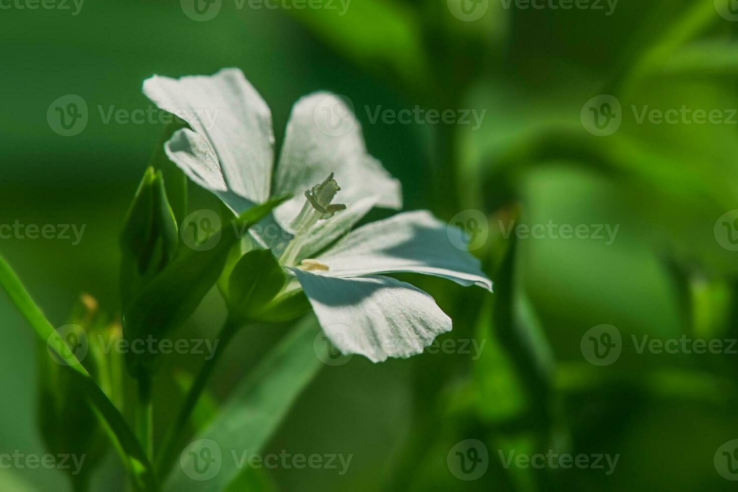 vit lin blomma och grön löv och gräs. blomning blomma på en solig dag. foto