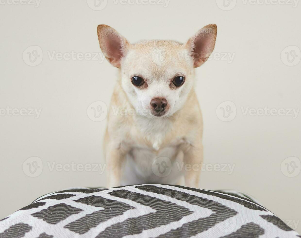 brun kort hår chihuahua hund stående på grå och vit kudde och vit bakgrund. ser på kamera. foto