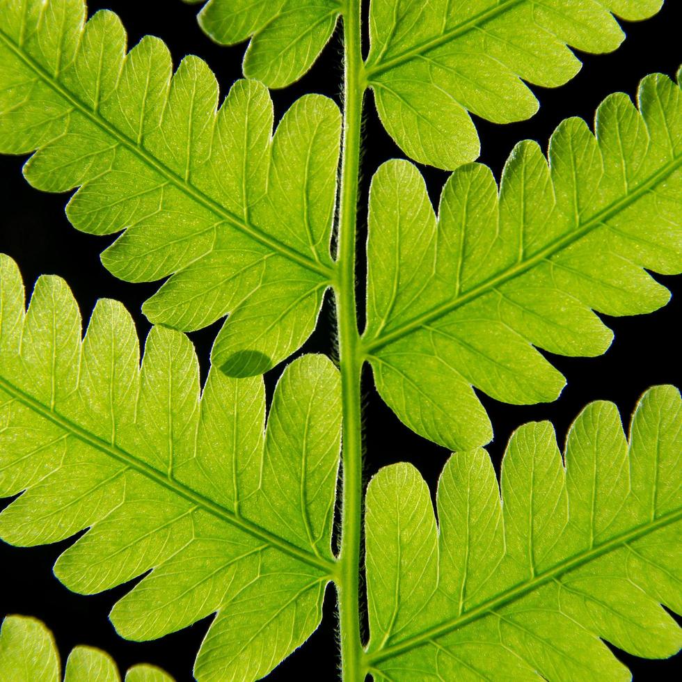 gröna bladstruktur och bladfiber, bakgrund av gröna blad. foto