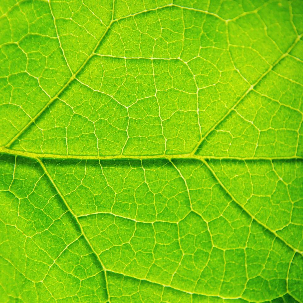 gröna bladstruktur och bladfiber, bakgrund av gröna blad. foto