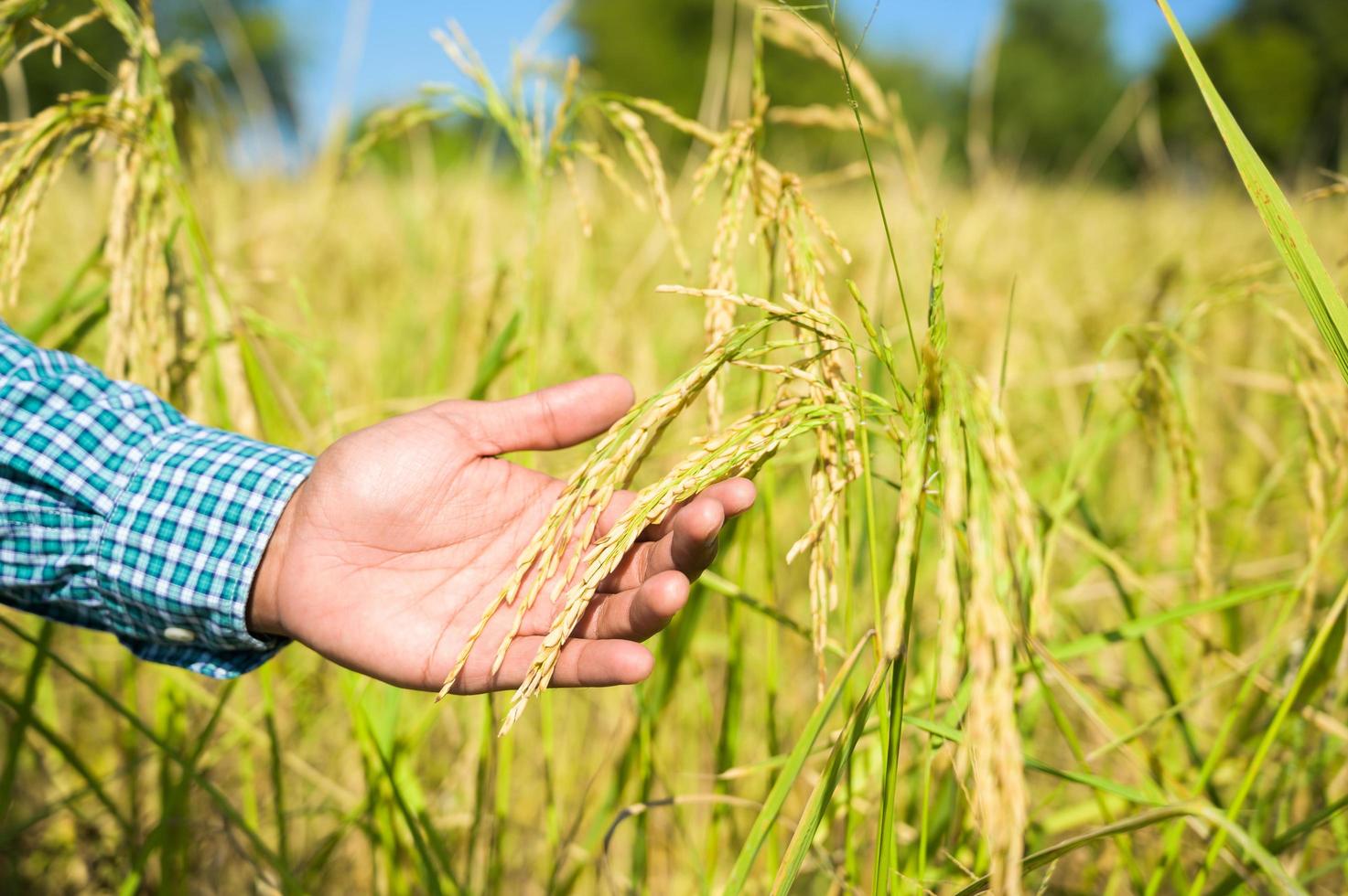 manlig hand som ömt vidrör ett ungt ris i risfältet. foto