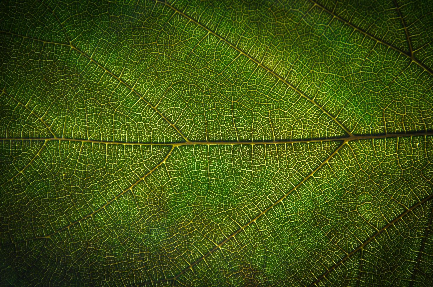 gröna bladstruktur och bladfiber, tapeter i detalj av gröna blad foto
