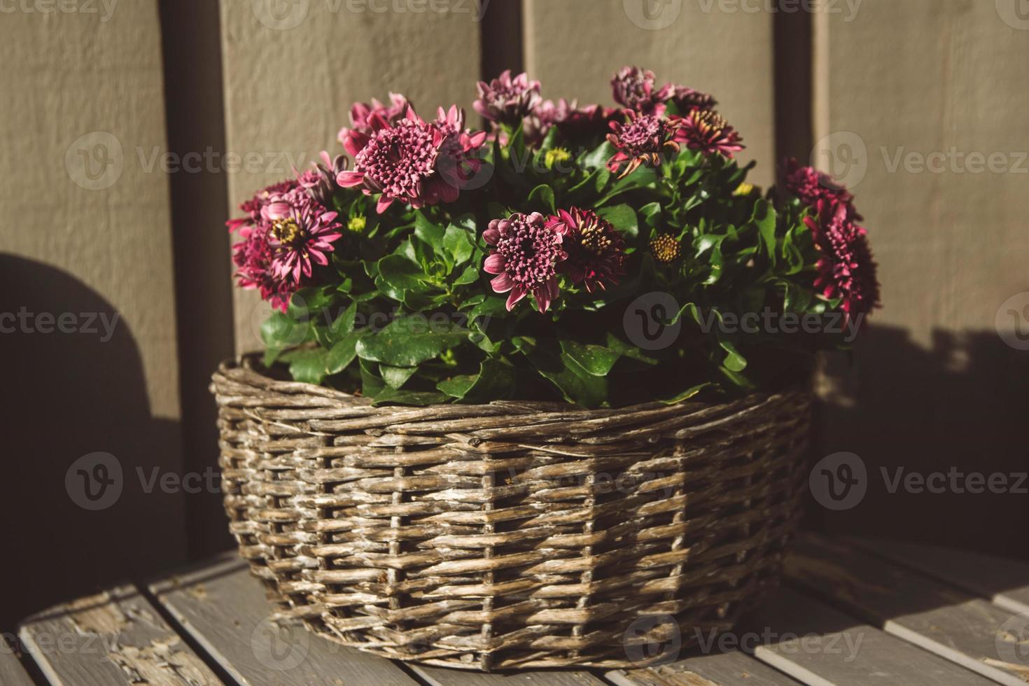 violetta blommor i en flätad rund korg på ett träbord foto