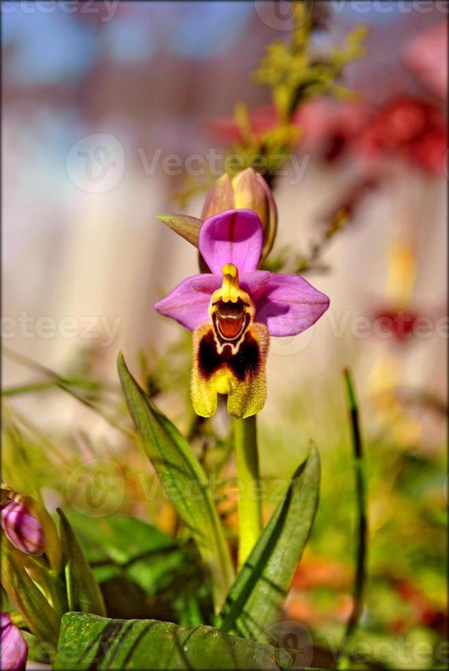 blomma blomma närbild natur bakgrund utskrifter foto