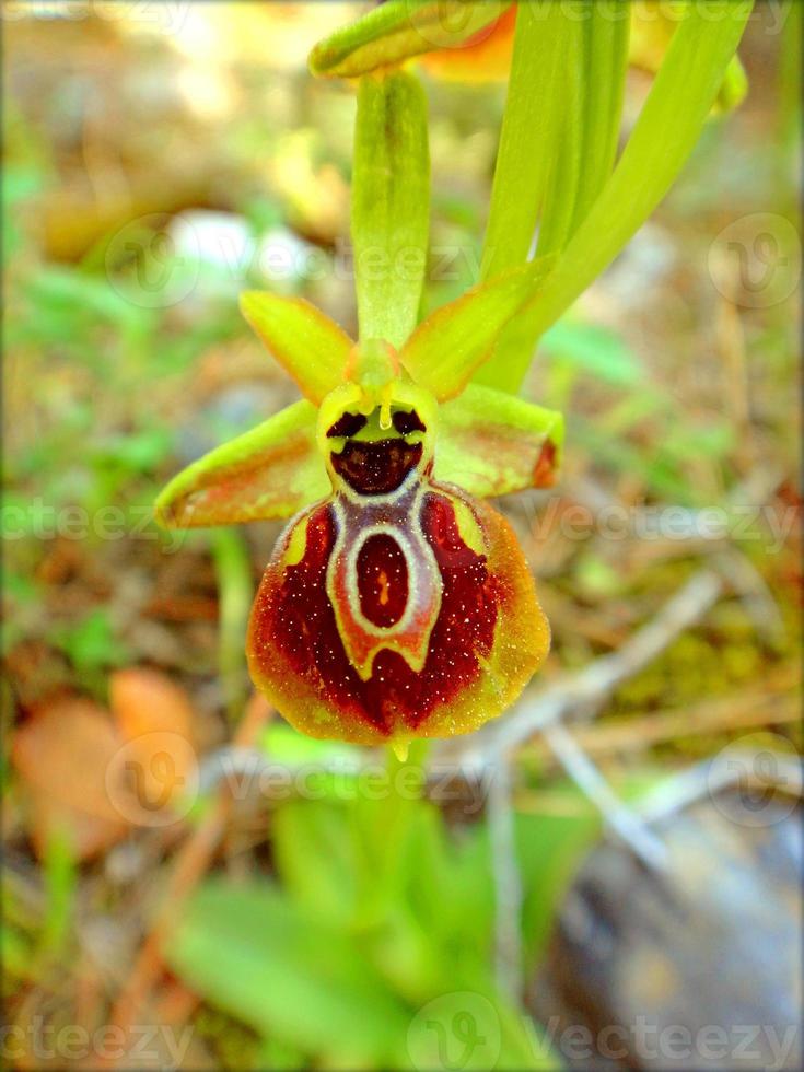 blomma blomma närbild natur bakgrund utskrifter foto